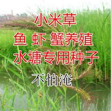 鱼塘草籽水草种子养殖鱼虾蟹牧草种籽鱼草种子四季牧草小米草种子
