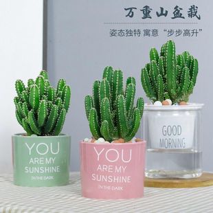 Wanzhongshan Cactus Succulents Florals and Green Plants Potted Plants Are Easy to Grow in All Seasons and Are Easy to Live Green Plants