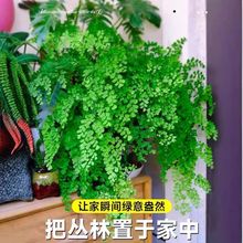 �F��ާ���ԾW�t����ֲ���B��ާ��҃Ⱥ��B�Gֲ�k�����b�ֲ��ϲ�