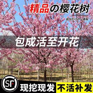 һ�����l�ձ��ѻ�����ͥԺ���������ϱ����Nֲ�Tǰ��լ�G�����̴�