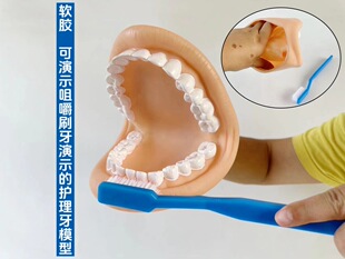 Human teeth brushing teaching model with hand activity demonstration oral care dental teaching aids with toothbrush brushing