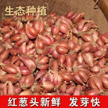 �Nֲ�����Ĵ�С���[�t�[�^��ѿ���Ի��[�S�[�ļ��[��ե�[�͸���Ȼ