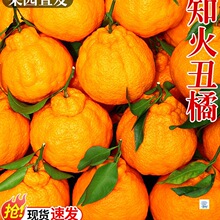 正宗四川不知火丑橘新鲜水果应当季现摘丑粑粑蜜桔柑橘子大果整箱