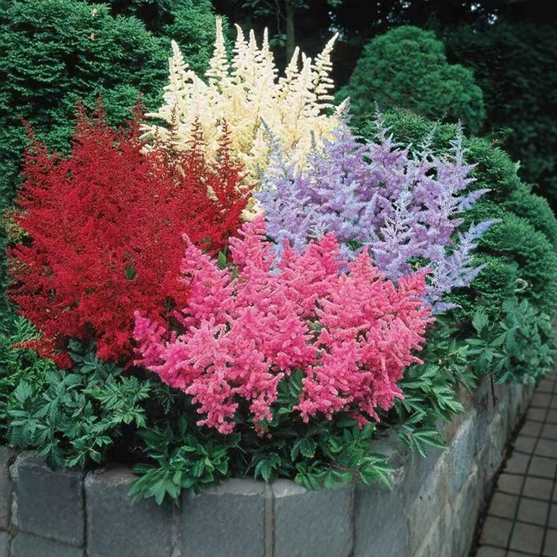 Крупные рассады альпийской гентианы в горшках для балкона и двора, теневыносливые садовые ландшафтные цветы, многовременное цветение, морозостойкие.