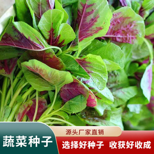 ���l�t�~�{�˷N�ӝh���{�˴�A�~���t�{���ļ����̨�׷NС�����