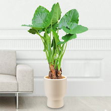 �S�����l���ϻ���͏d��լ�Gֲ�����k���҃��Ϙ��ļ����滨�ܿ羳