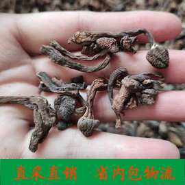 东北野山菌 榛蘑丁500g 小鸡炖蘑菇干货批发 榛蘑 汤料菌包