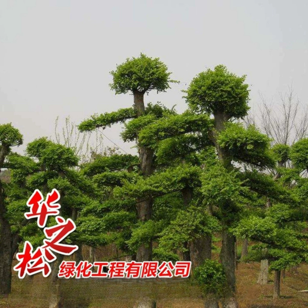 Вязов Саженцы Ландшафтный проект саженцы в горшках высокая выживаемость красивый двор