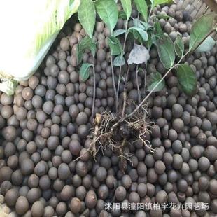 ²ͲNӼtͲNܛ֦ͲNӾGNļײN