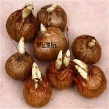 带牙藏红花种球种子苗球根盆栽番红花西红花植物耐寒花卉量大优惠