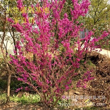 GS G/MltS^@cYֲ NGľ