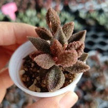 ���͹� ��֦Ƥˮ��