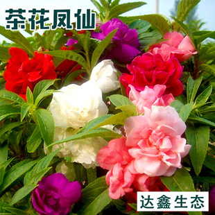 �軨�P�ɷN�� �ļ������N�� �Ї��P�ɻ��N�� ָ�׻��� �̨ͥԺ�N