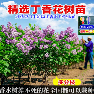 �W�޶��㻨�����ļ������ͺ����҃�������ͥԺ������Ʒ���F�L����