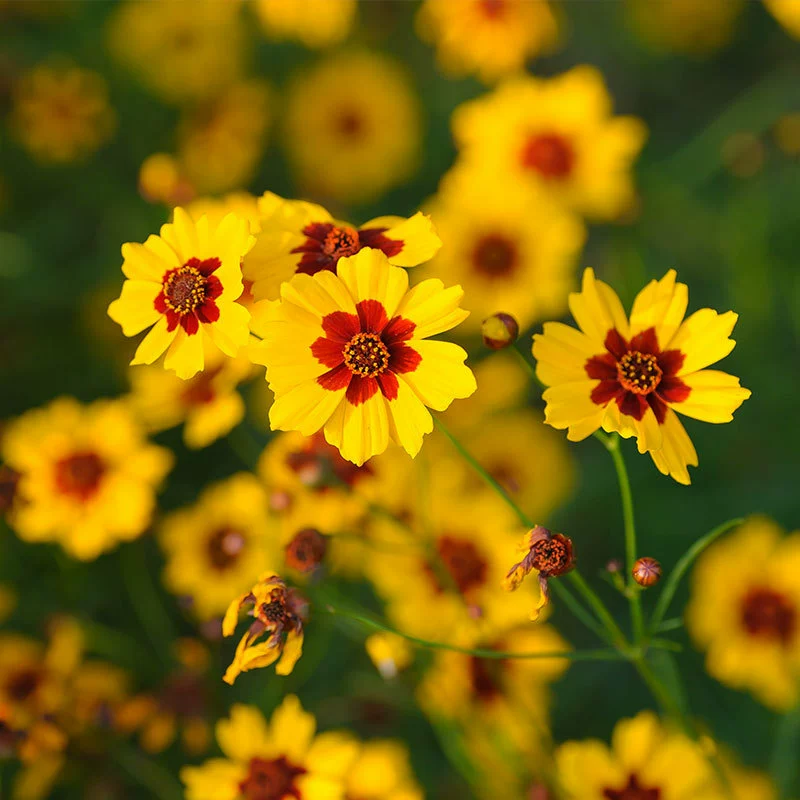 Семена Snathophora japonica 100 зерен двухцветных семян Coreopsis nigra клумба балкон Горшечное растение сезон длительного цветения весенний посев