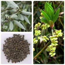 �����ѷN�ӳ�����ɽ�n�Ӵ�ľ����ľ���������㾫ɜ����ɽ�u���N��