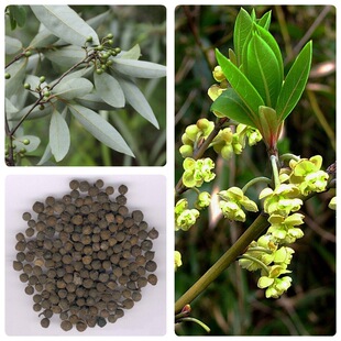 �����ѷN�ӳ�����ɽ�n�Ӵ�ľ����ľ���������㾫ɜ����ɽ�u���N��