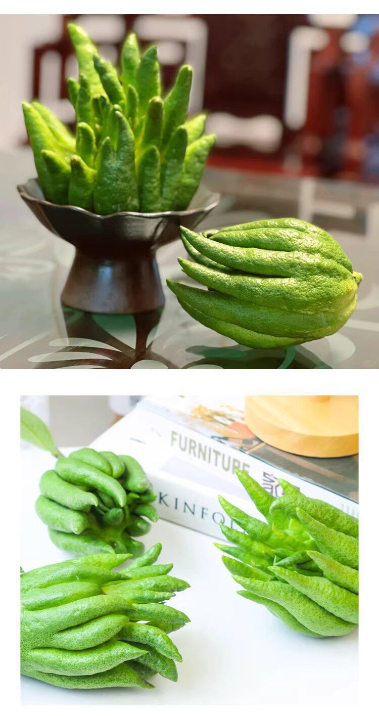 Fresh Fingered Citron Branches Buddha Hand Fruit for Water Cultivation and Display in use