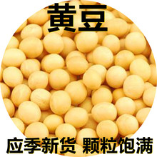 新鲜黄豆250克-500克装产地直供应季新货颗粒饱满搭配早餐杂粮粥