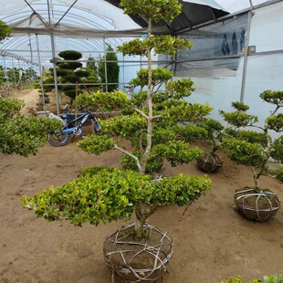 Phnom Penh Boxwood Ball Courtyard Greening Cold-Resistant Wall Fence Seedlings Evergreen All Year Round Easy to Feed Plants Melon Seed Boxwood Ball