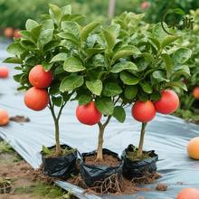 ���Ә���̩�����t�������_�t�ֹ������Ϸ�ͥԺ�̨�ԷN���玧����