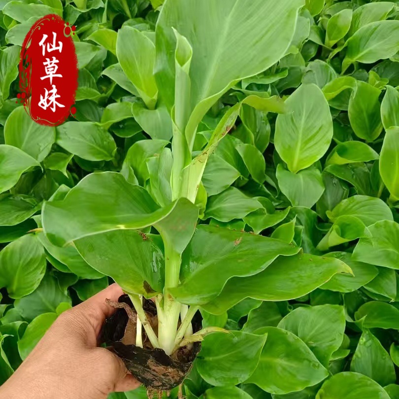 水生美人蕉园林绿化景观植物旱生美人蕉 湿地公园景观水生花卉