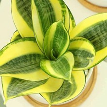 ����ɻ��m��Ƥ�mС���� �k���Ҽ�ͥ�҃�����С�Gֲ�ļ����� ����