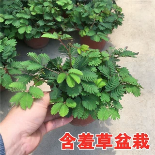 含羞草盆栽植物盆栽盆景小植物害羞草怕羞草常青室内儿童趣味植物