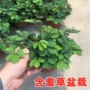 趣味儿童植物盆栽害羞草