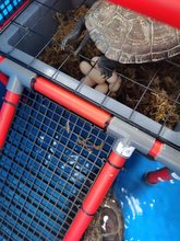 乌龟下蛋网格网子产蛋乌龟产蛋铁网格乌龟产蛋池沙池乌龟镀锌隔网