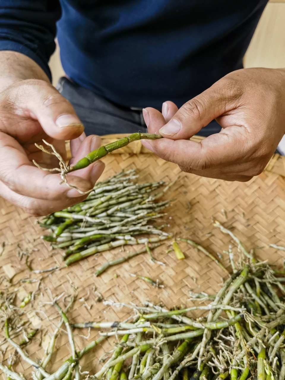 Huoshan Dendrobium Fresh Stems Mi Hu 10g+ Huoshan Shihu Freshly Picked overview