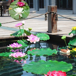 �ɻ��N��ˮ��ˮ��ֲ�ﻨ���ļ�ˮ�B�ɻ���ɏ���_�ڼ�ͥ�҃��⻨