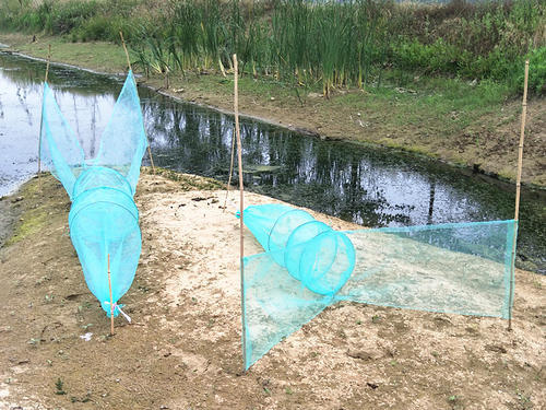 2 m de ancho 0,6 m cola 1,5 m