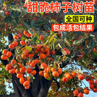 ���ֱ�l���Ә����ͥԺ�������������ϱ����Nֲ���Ի����Ә���