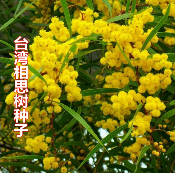 Новый Тайвань семена акации Тайвань ивы семена акации семена османтуса