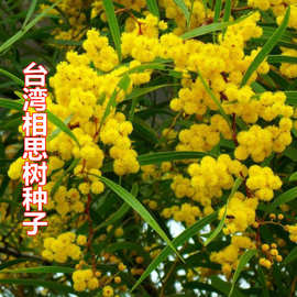 新台湾相思种子 台湾柳 相思树种子 相思子 洋桂花种子