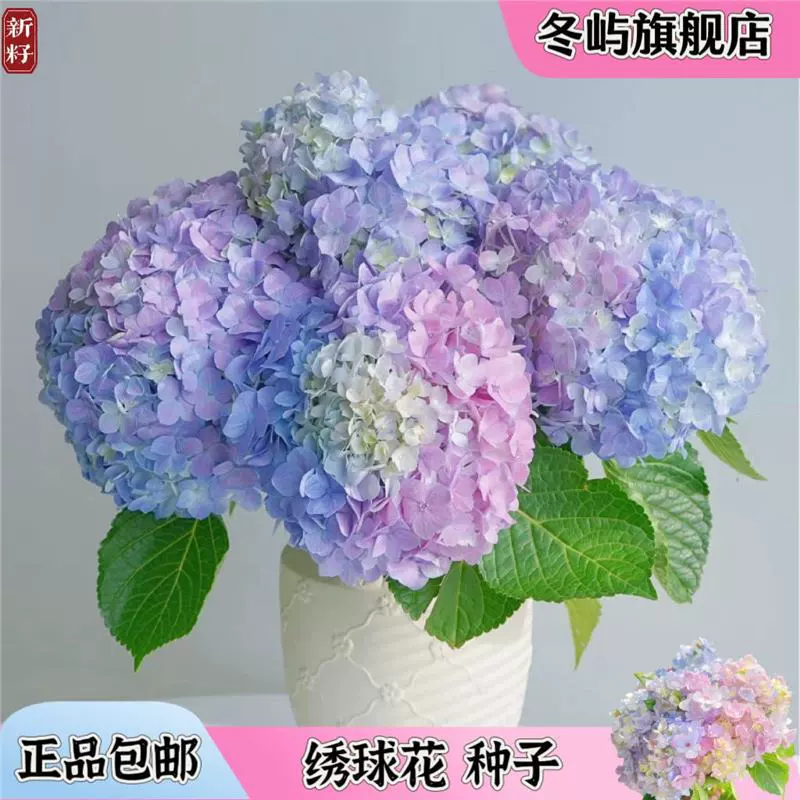 Семена гортензии премиум-класса, семена гортензии «Бесконечное лето», многолетние семена четырехсезонных цветов для домашнего размещения в гостиной, посадки на открытом воздухе