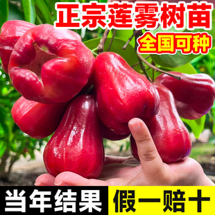 �ڽ���ɏ�F������ǰű�̨���޽��ļ���Ʒ�N�Ϸ�����ͥԺ���Ԏ��~