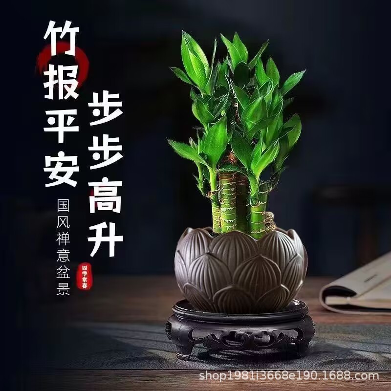 步步高富贵竹荷花竹 水养盆栽办公室内绿植 客厅吸甲醛四季好养活