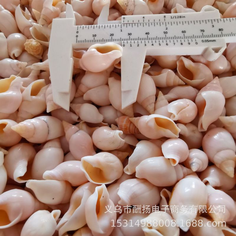 80種類の天然貝殻と巻き貝をポンド単位で販売、手作り材料、DIY、ヤドカリ、水槽造園用小貝殻|undefined