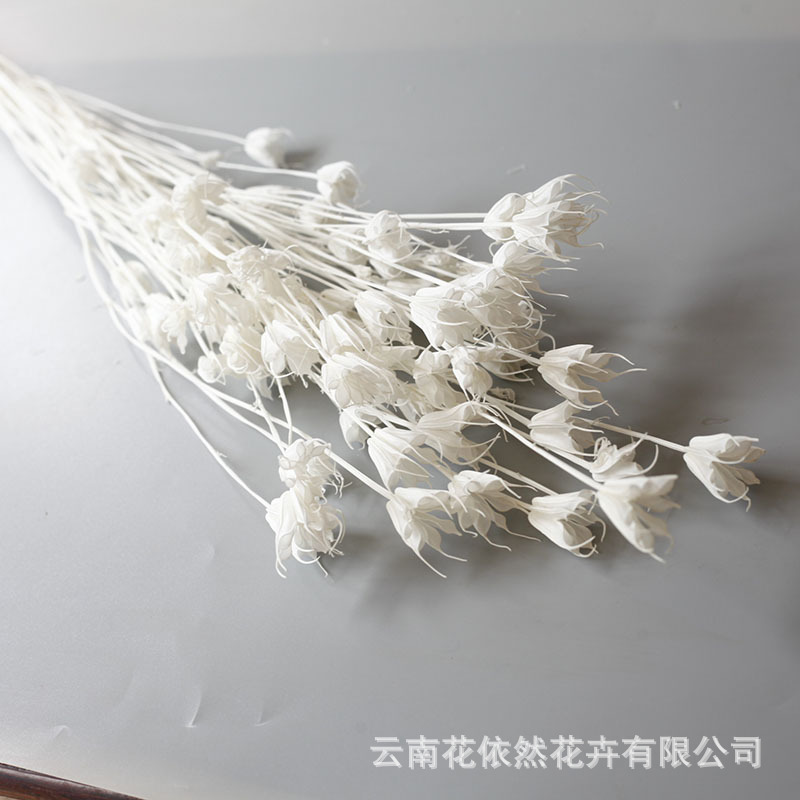 Flor seca Flor eterna Gypsophila Bola de oro No me olvides Flor seca Rosa hoja de eucalipto Pine Fruit Lover Grass al por mayor