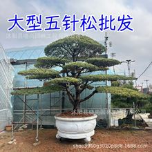 大型五针松盆景造型五针松迎客松五针松树苗中大五针松树苗景观树