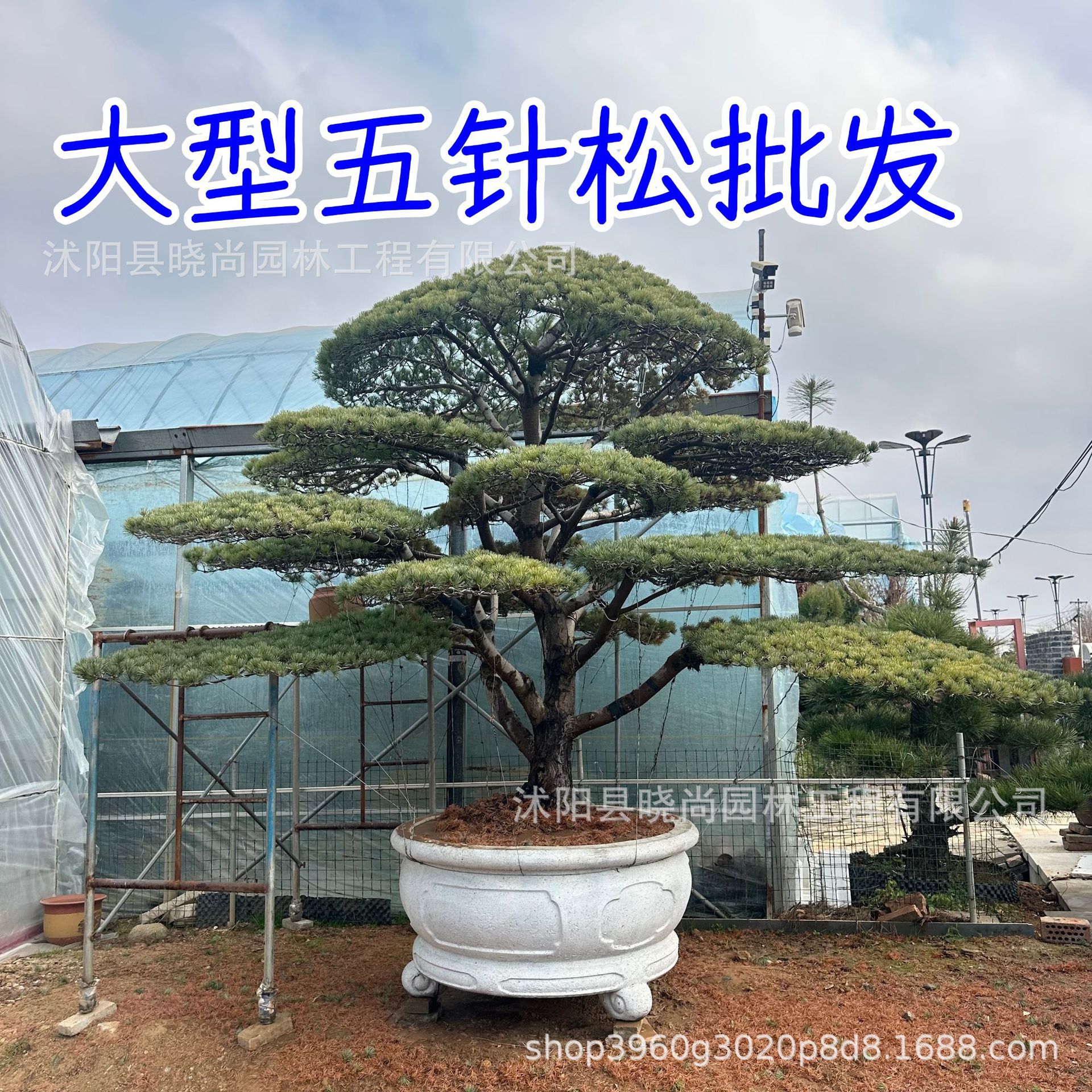 大型五针松盆景造型五针松迎客松五针松树苗中大五针松树苗景观树