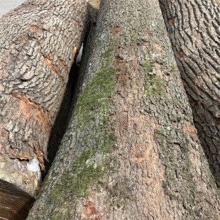 �Ĵ�����ľ���ԭľ��ľ��2�׶��L�Ҿ߲ĺ�ɰ��������]