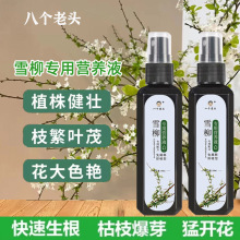 干支雪柳营养液喷雪花水培植物鲜枝盆栽专用龙柳水养花液体肥料