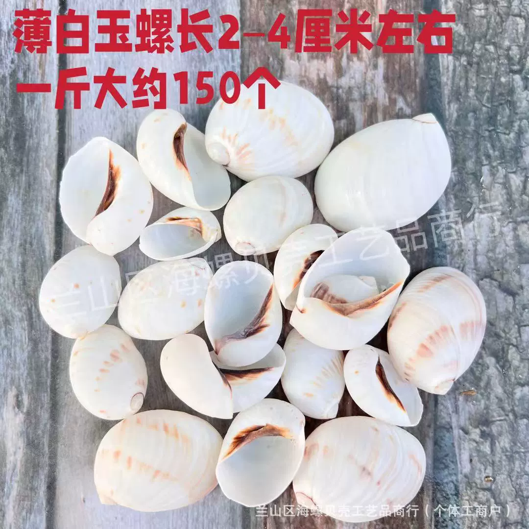 Shell Natural Shell Conch Stars Drifting Bottle Shell Crafts Wholesale Diy Handmade Shell Materials