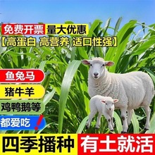 黑麦草种籽子种四季多年生牧草种子耐寒紫花苜蓿苏丹草高丹草菊苣