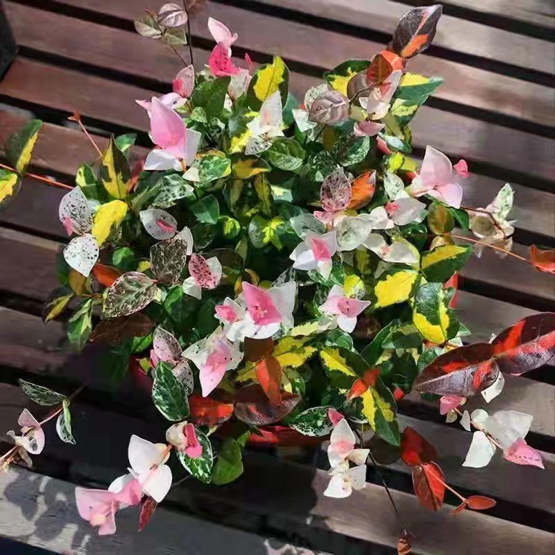 花叶络石黄金色彩桌面盆栽阳台庭院藤蔓垂吊植物耐寒耐热四季观赏