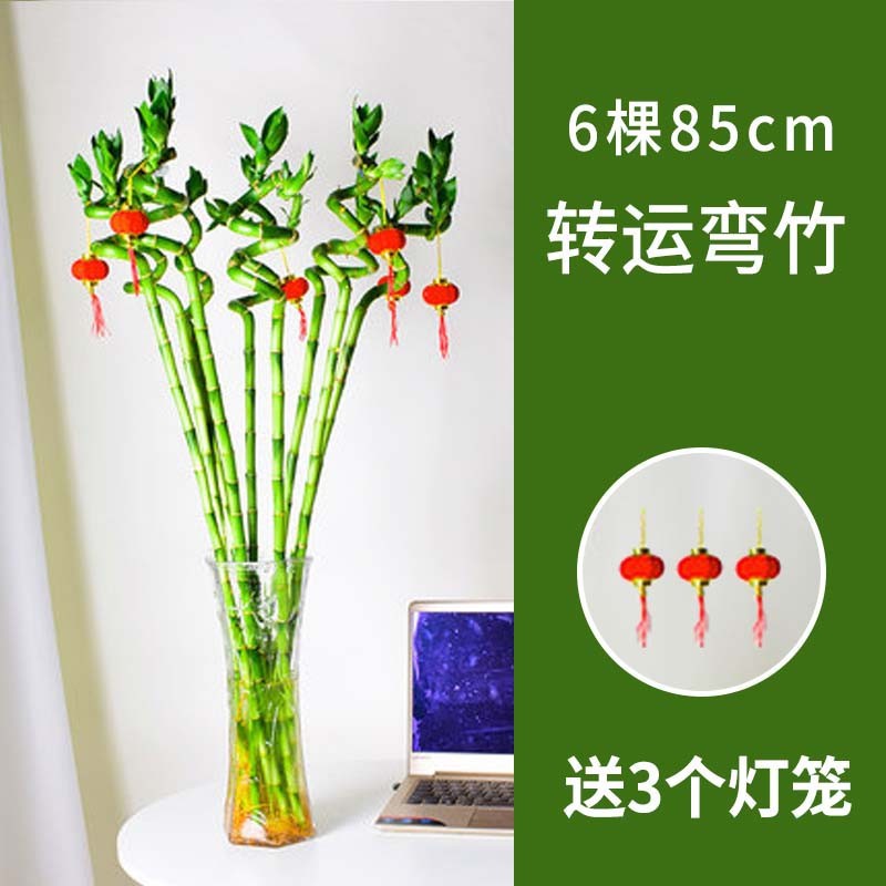 85cm 이동 대나무 곡선 대나무 6개 + 랜턴 3개