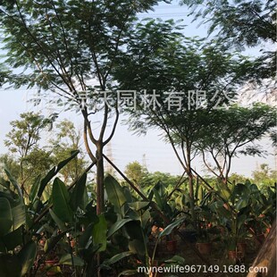 18����ȫ���P��ľ���t��麣��@�־G��������ľ���G����